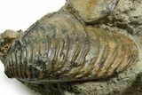 Jurassic Fossil Bivalve (Trigonia) with Clam - Germany #377589-1